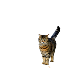 A Beautiful Tabby Cat Stands On The Ground In A Rural Outdoor Setting. 14285 - Cat PNG image with transparent background